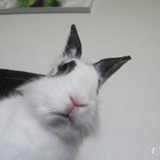 Kanin $ Gumle $  •Babyen•