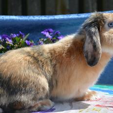 Kanin Beauty's Cupido