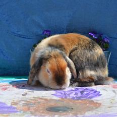 Kanin Beauty's Cupido