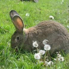 Kanin Belgisk kæmpe Trunte