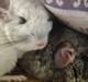 Chinchilla Fluffy