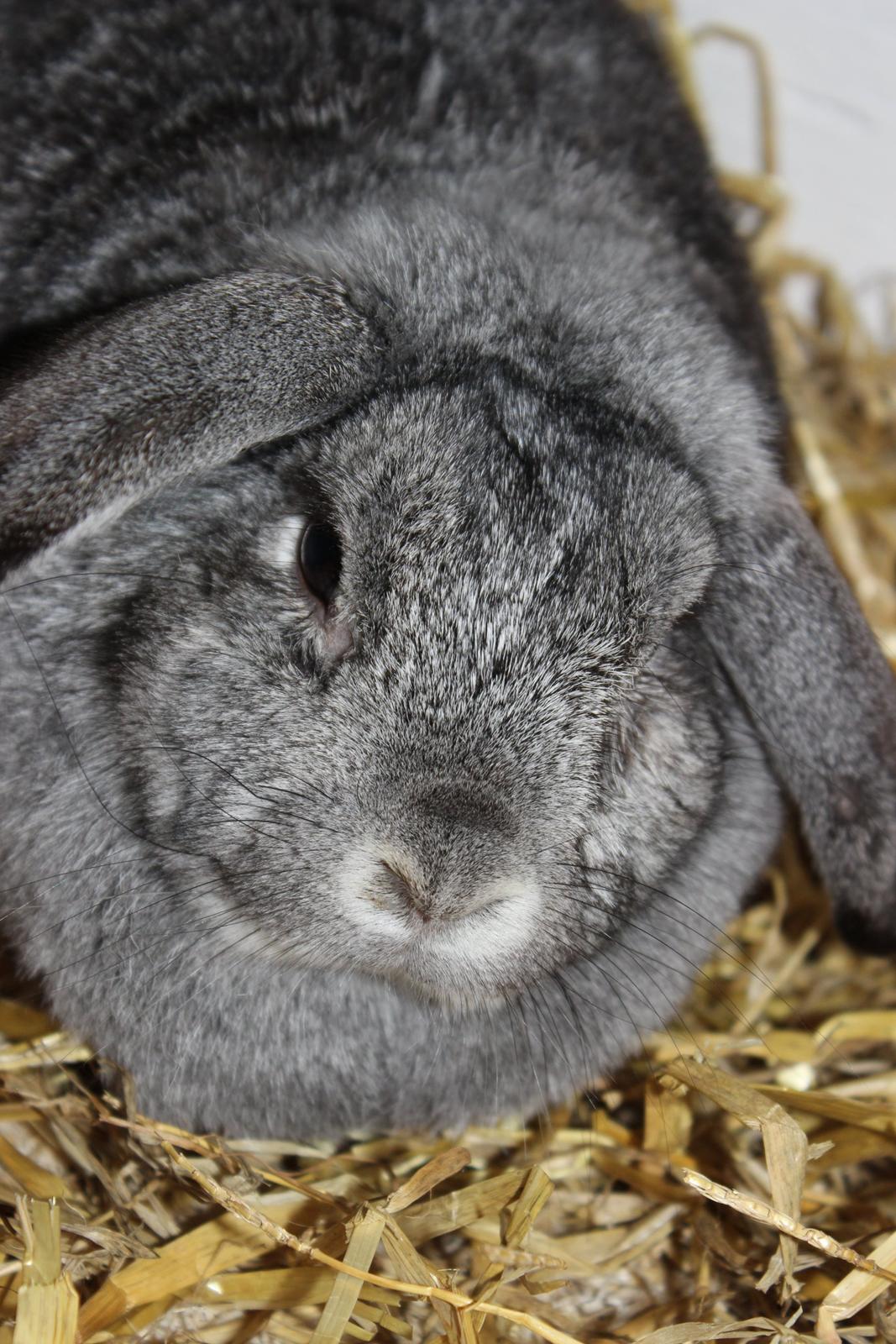 Kanin miss gray billede 1