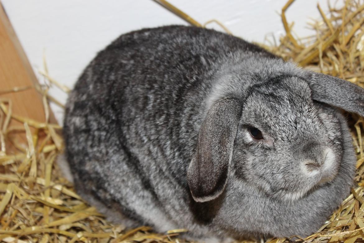 Kanin miss gray billede 2