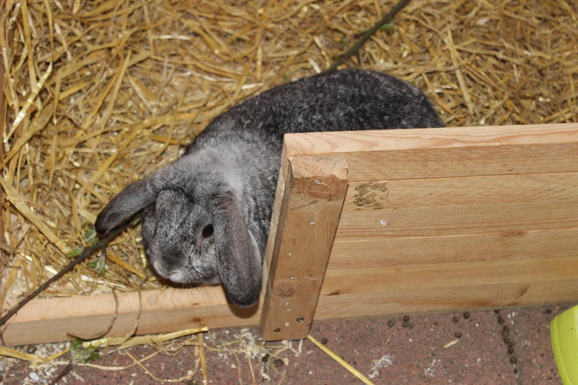 Kanin miss gray - gemmer mig billede 3