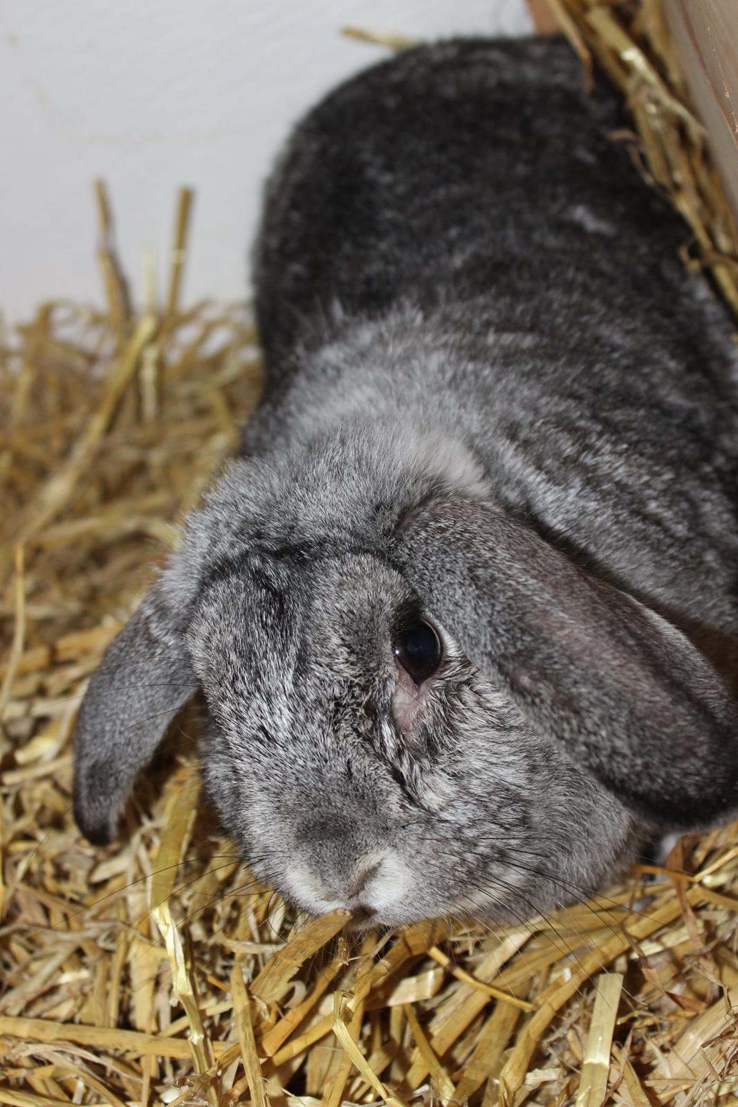 Kanin miss gray billede 6