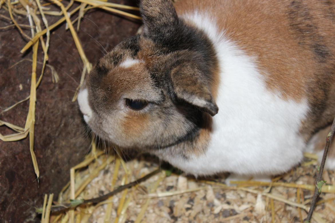 Kanin Martha Sofus billede 18