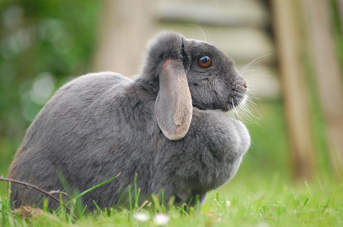 Kanin Freja - Freja nyder livet som fri kanin billede 2