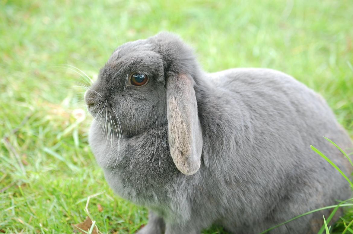 Kanin Freja - Velkommen til :P billede 1