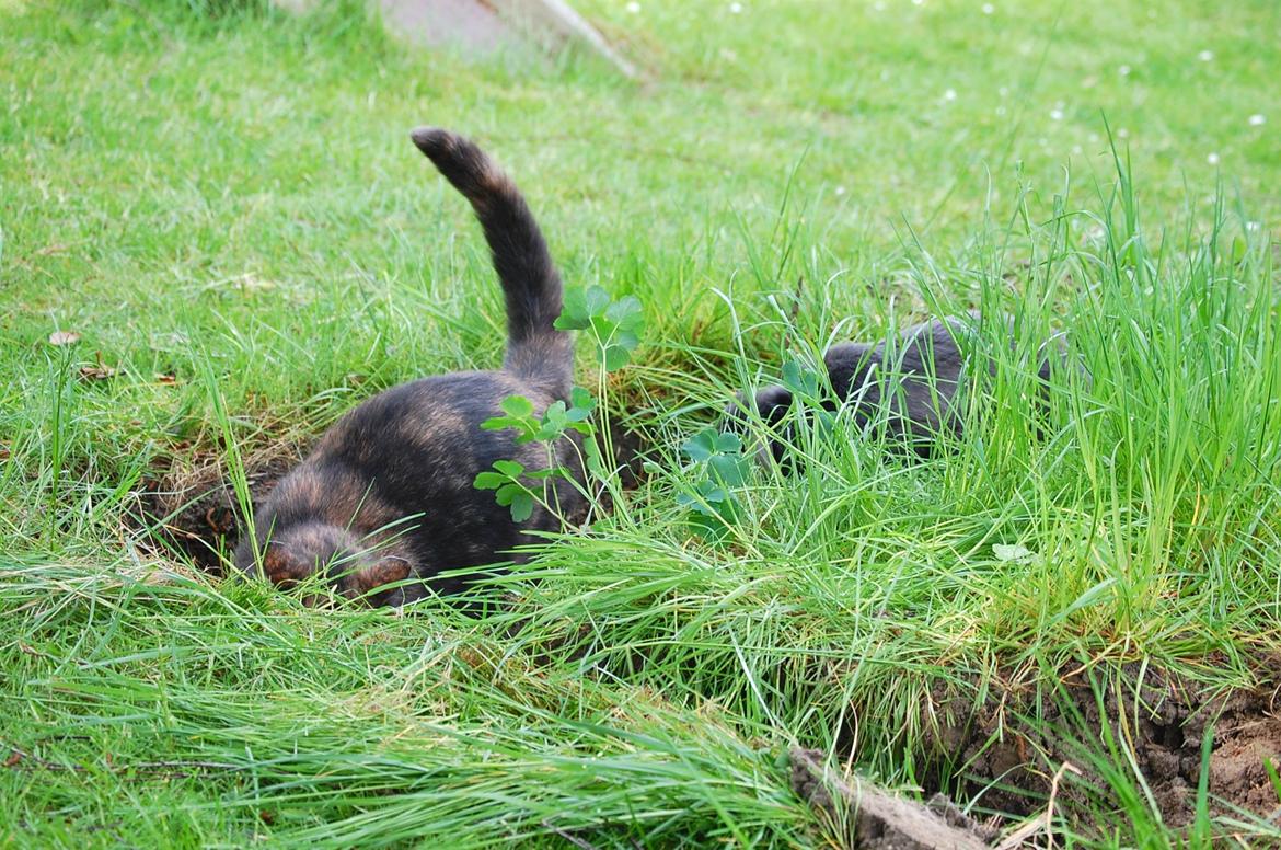 Kanin Freja - Freja er ved at undersøge Perle (katten) billede 4