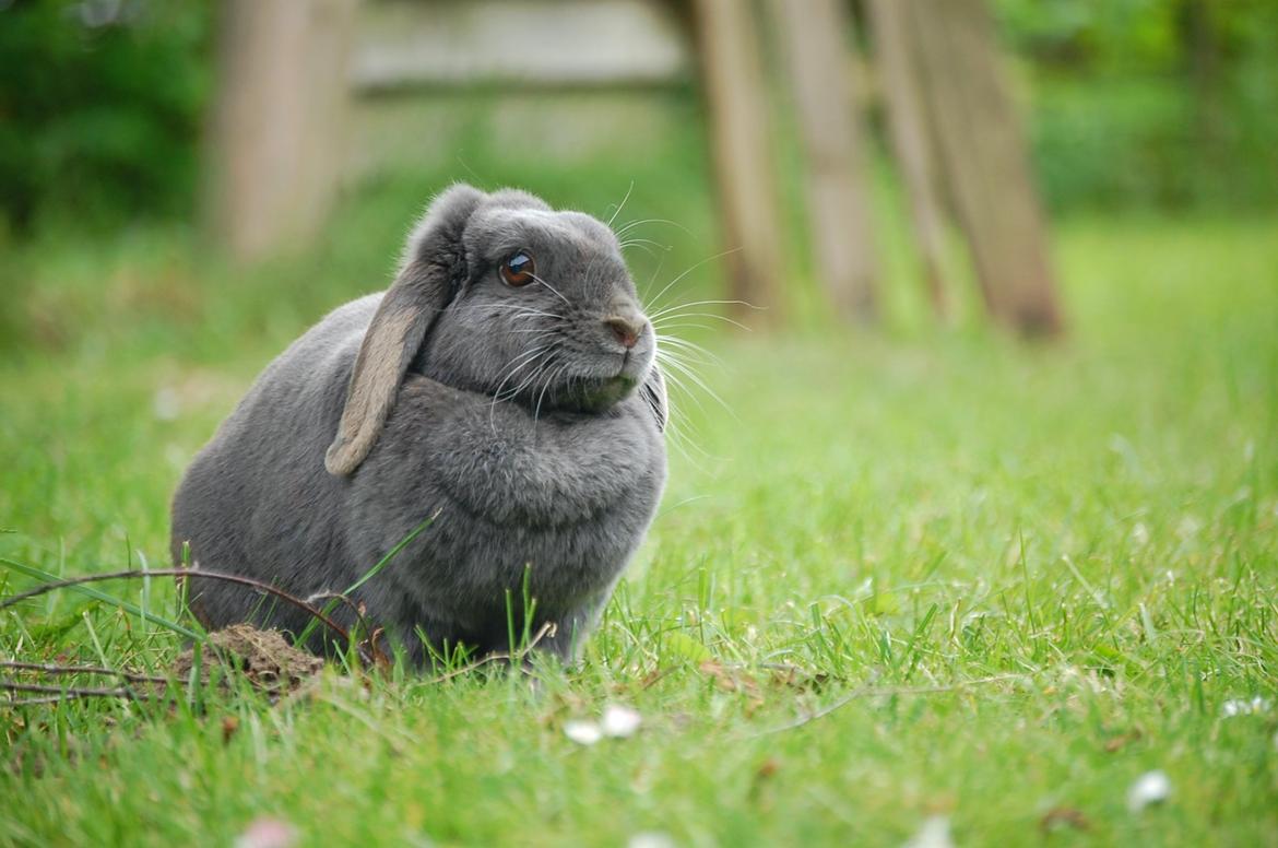 Kanin Freja - Ja, endnu et billede af kaninen :) billede 5
