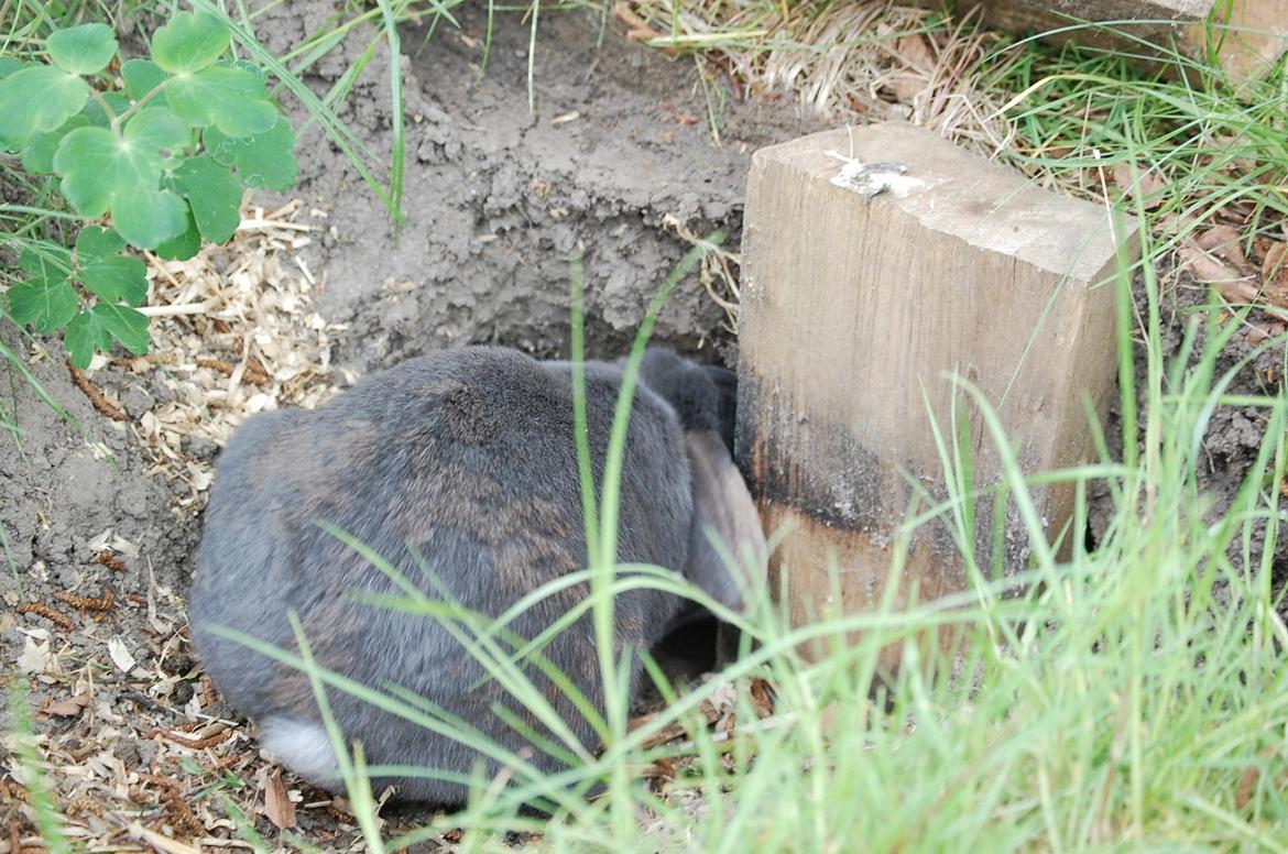 Kanin Freja - Freja skal lige ned i sin gang - den er selvfølgelig lavet af hende selv, selvom min far var lidt irriteret over at hans græsplæne er blevet 'maltrakteret'. billede 3