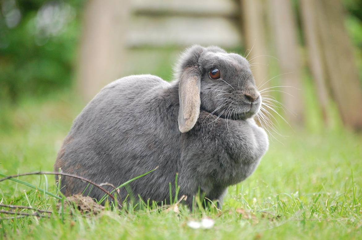 Kanin Freja - Lid mere hygge :) billede 7