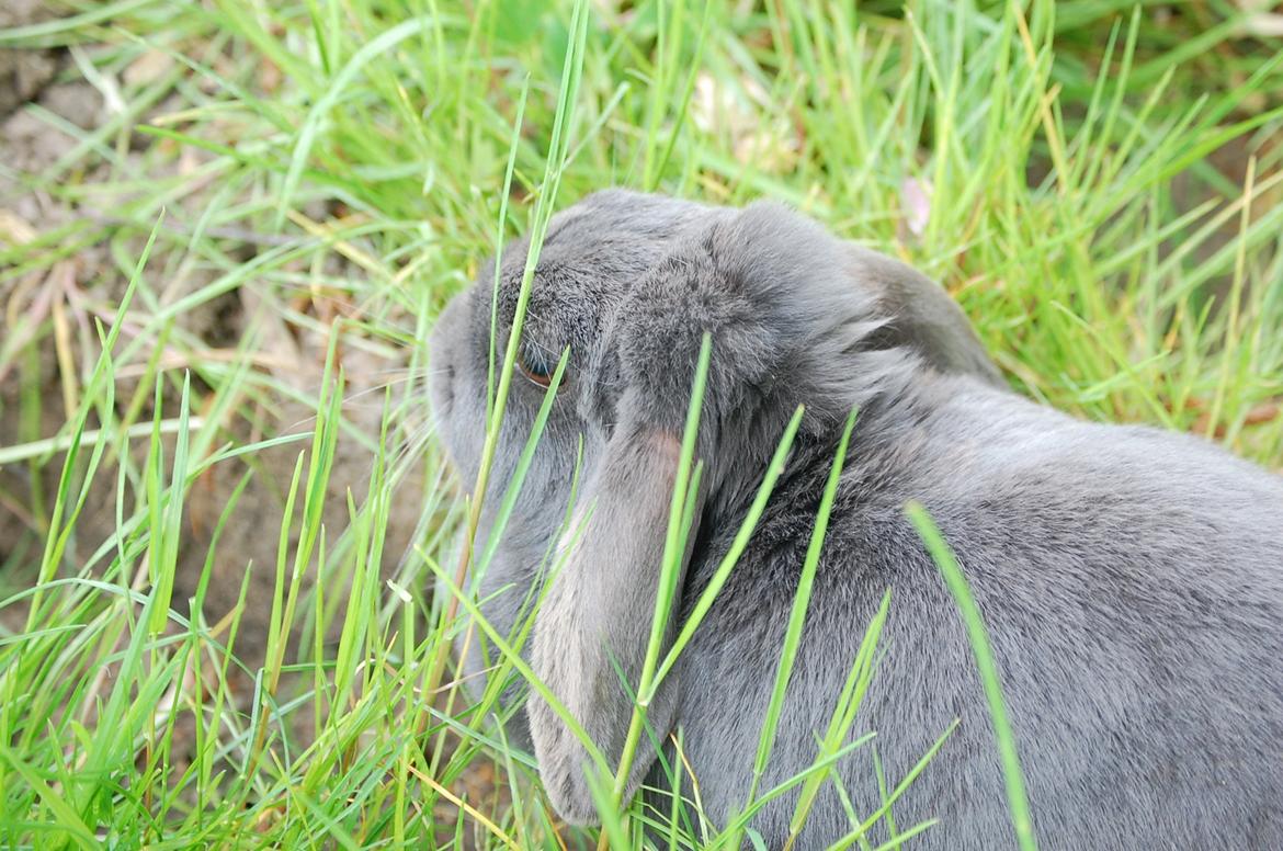 Kanin Freja - Freja er gået på opdagelse billede 8