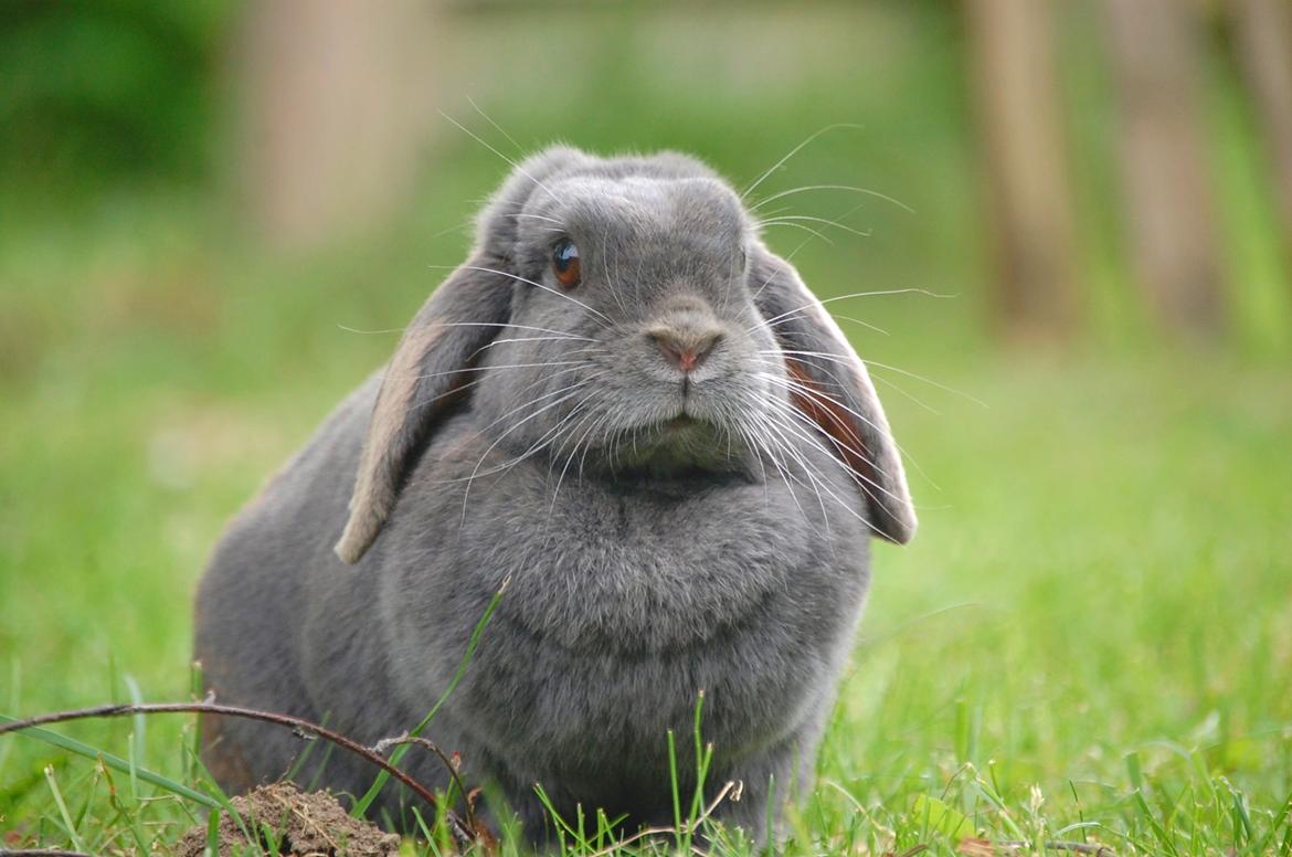 Kanin Freja - Efter en lille løbetur rundt i haven billede 9
