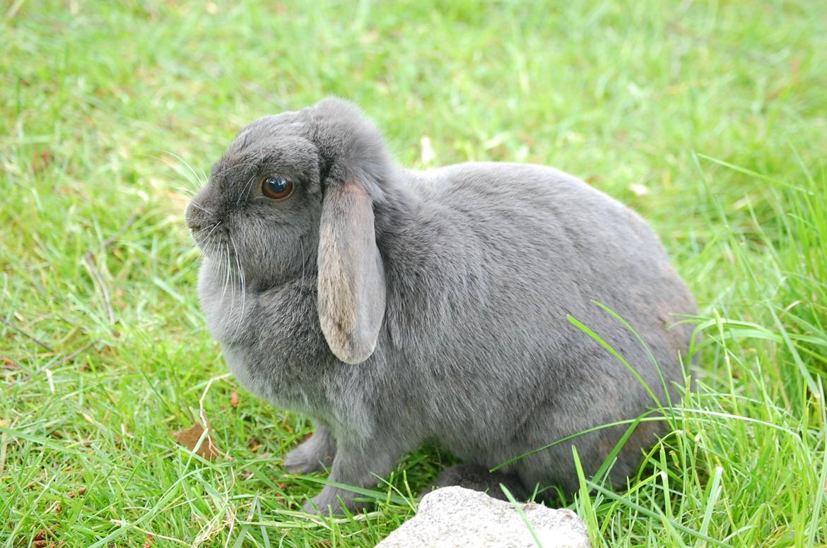 Kanin Freja - Freja sidder, som kaniner nu en gang gør :) billede 10