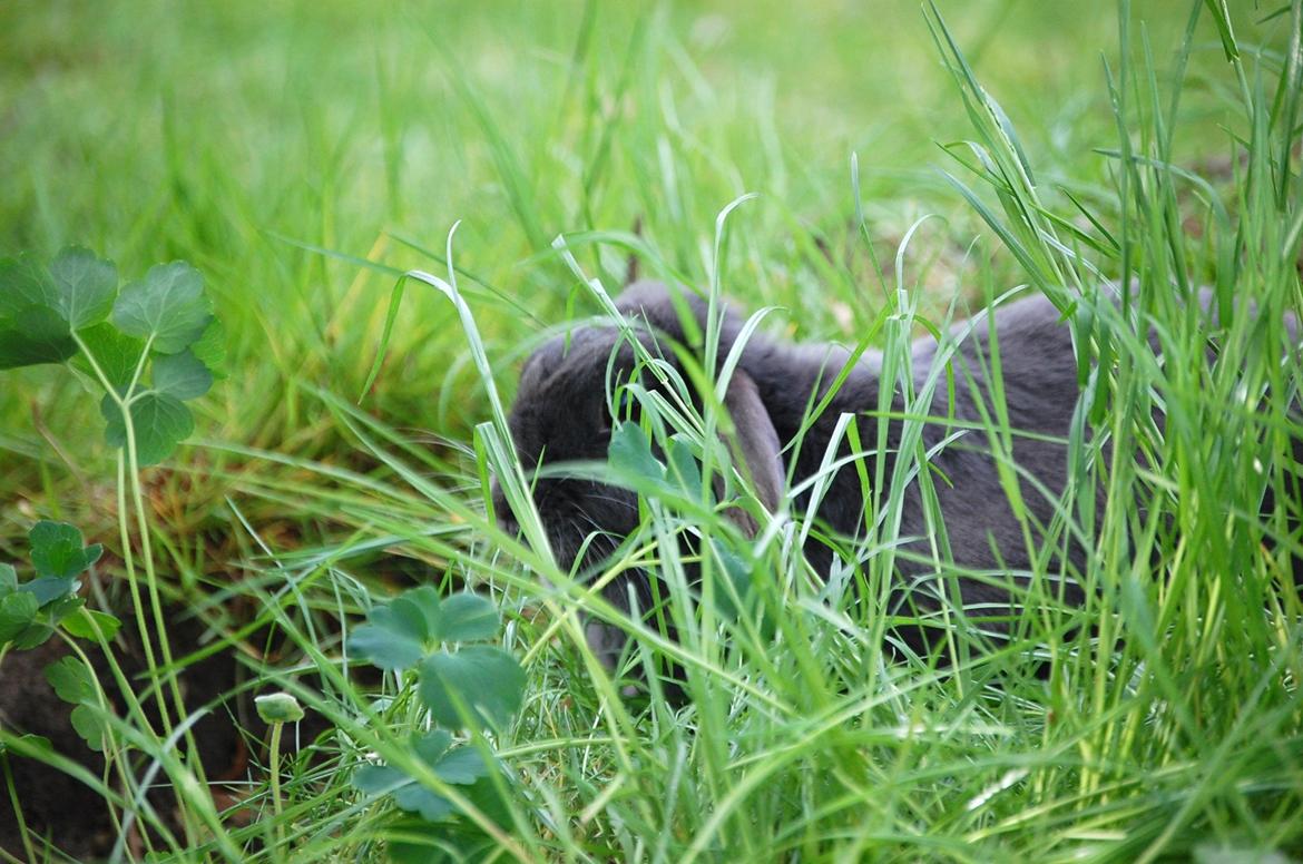 Kanin Freja - Det var alt, håber i vil ligge bedømmelse og kommentar - jeg giver selvfølgelig tilbage :) billede 11