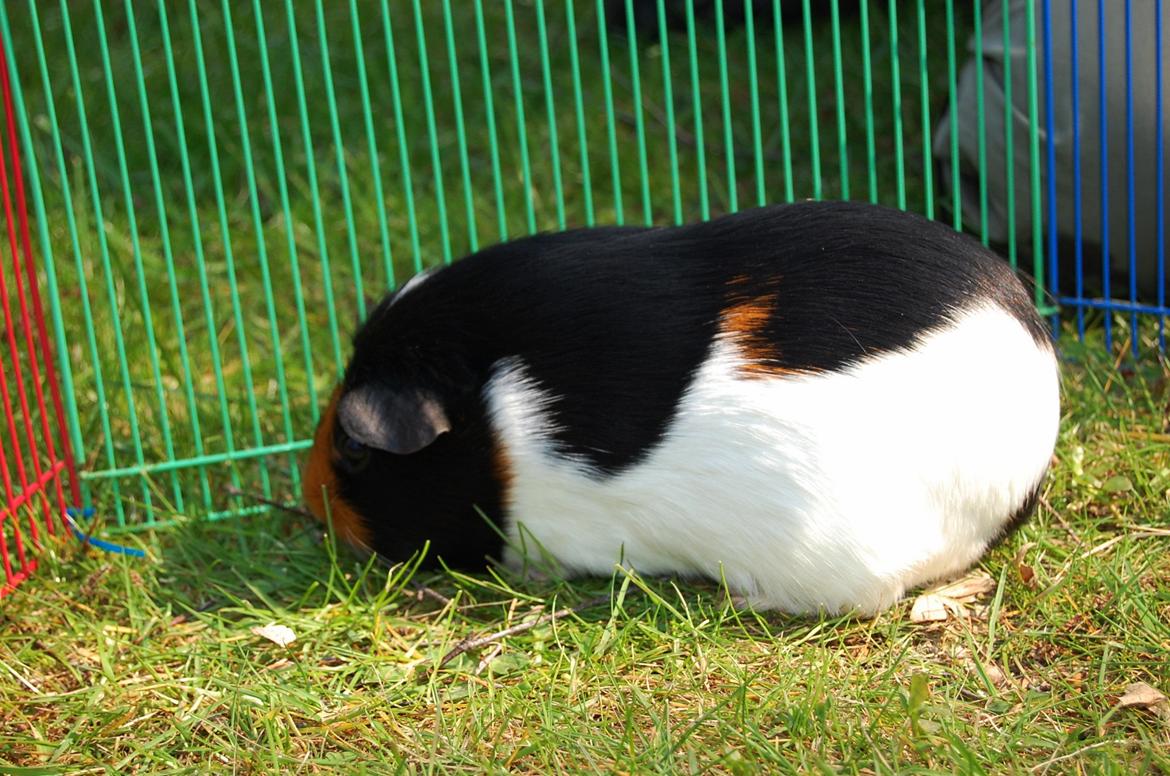 Marsvin Rosa billede 6