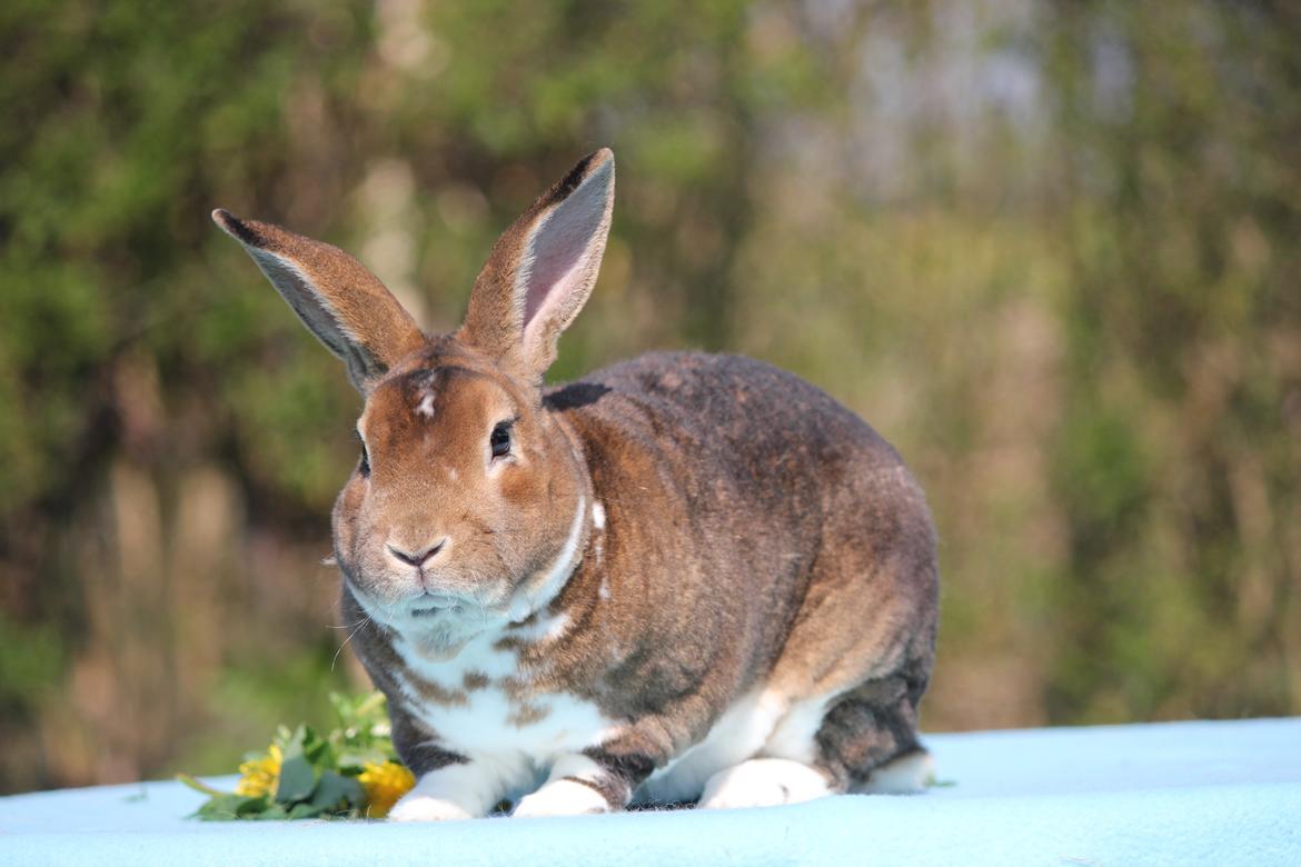 Kanin Guffe (REX) billede 6