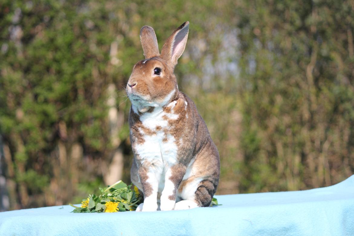 Kanin Guffe (REX) billede 4