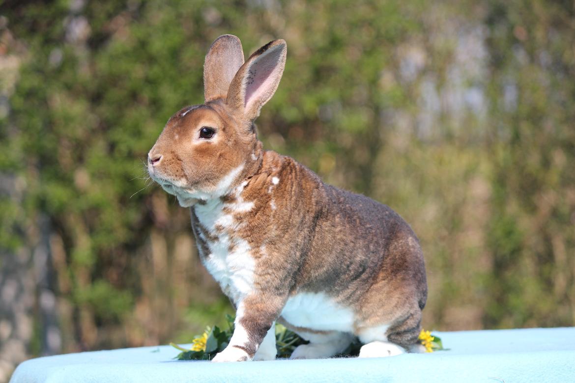 Kanin Guffe (REX) billede 1