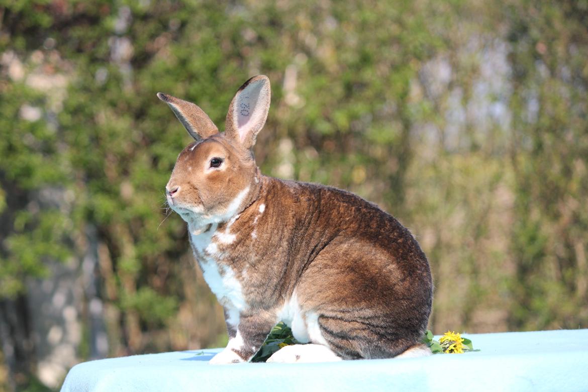 Kanin Guffe (REX) billede 5