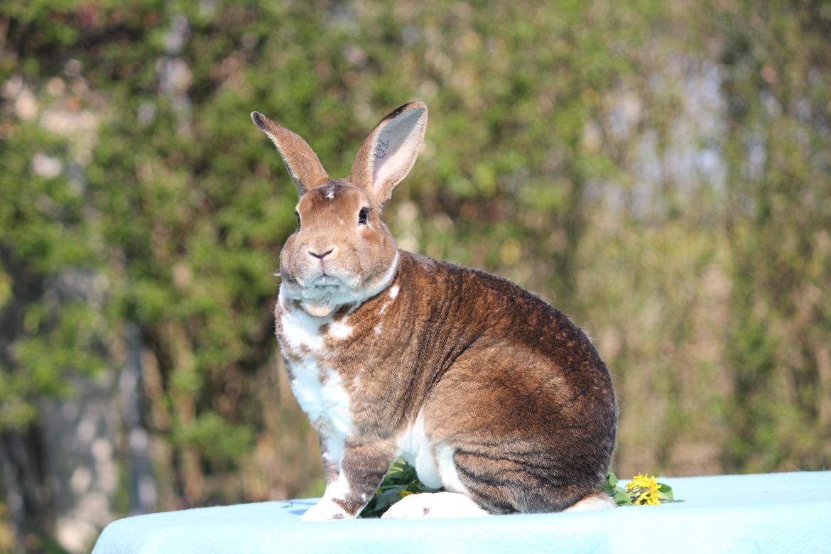 Kanin Guffe (REX) billede 3