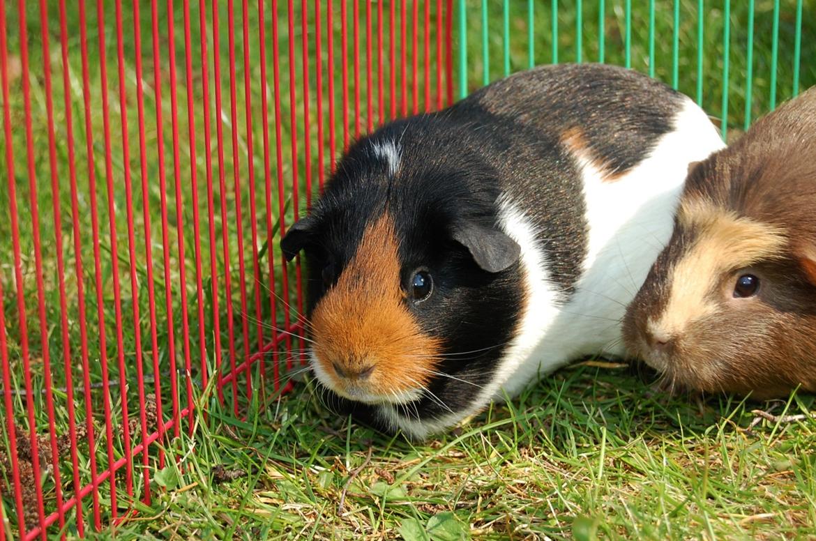 Marsvin Rosa billede 5