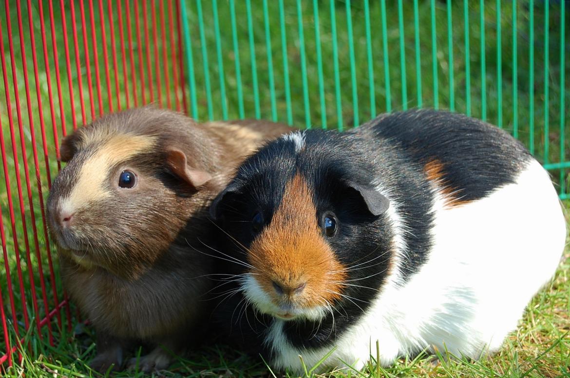 Marsvin Rosa billede 4