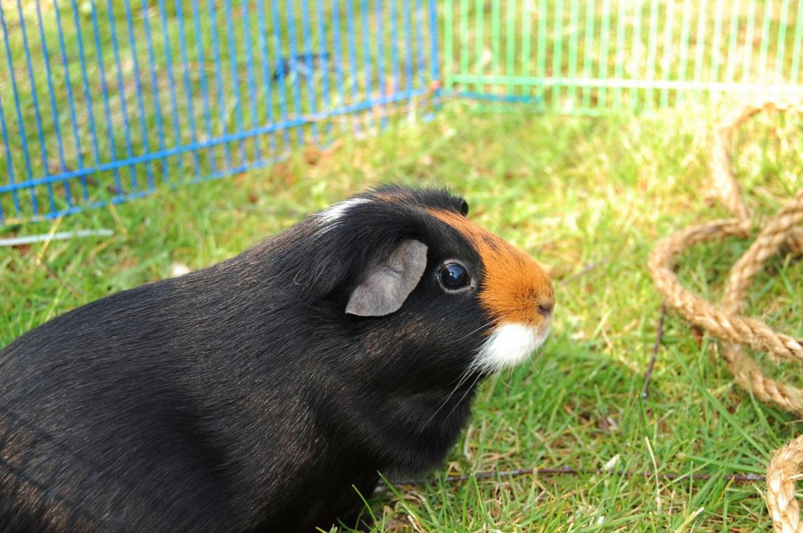 Marsvin Rosa billede 3