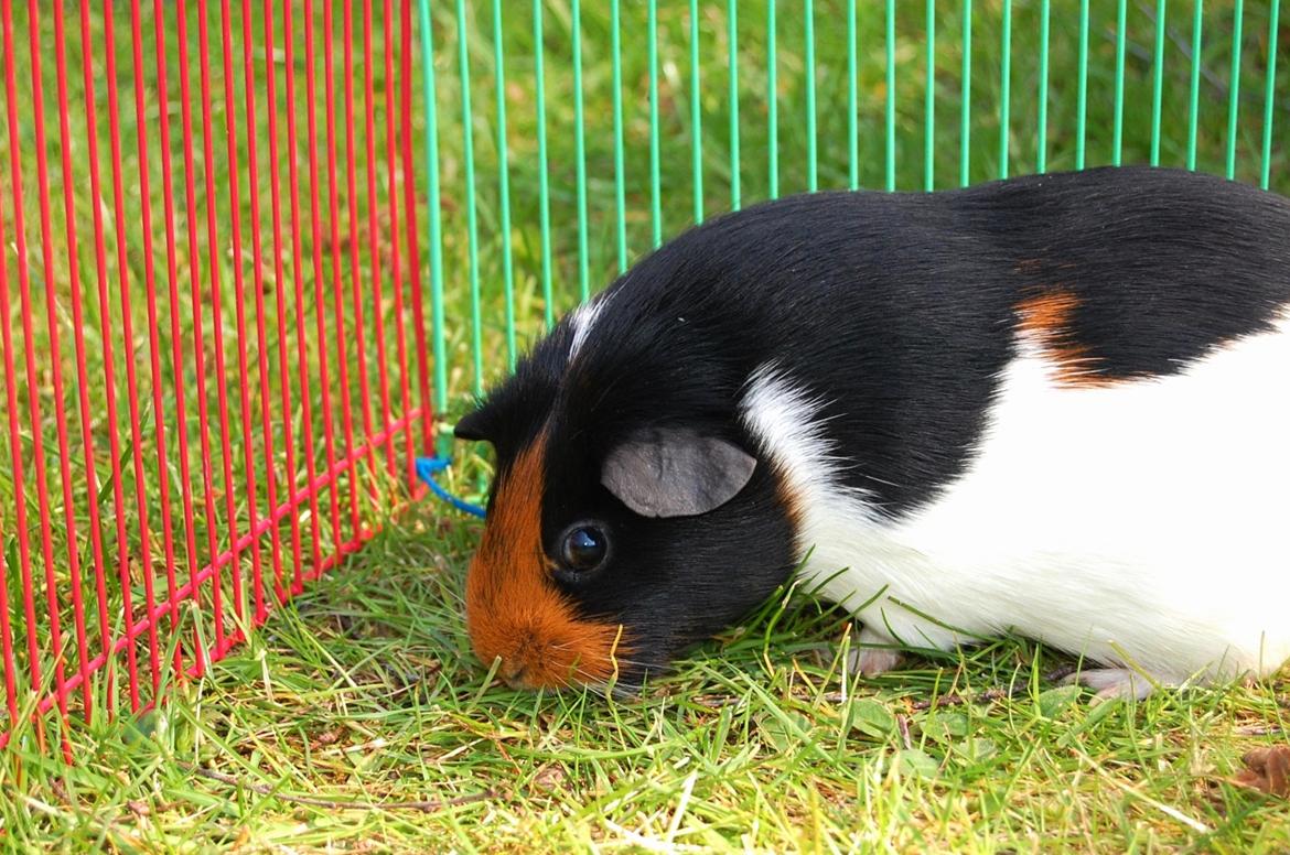 Marsvin Rosa billede 2