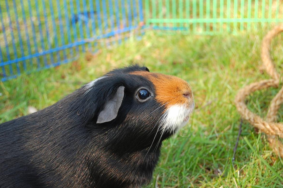 Marsvin Rosa billede 1