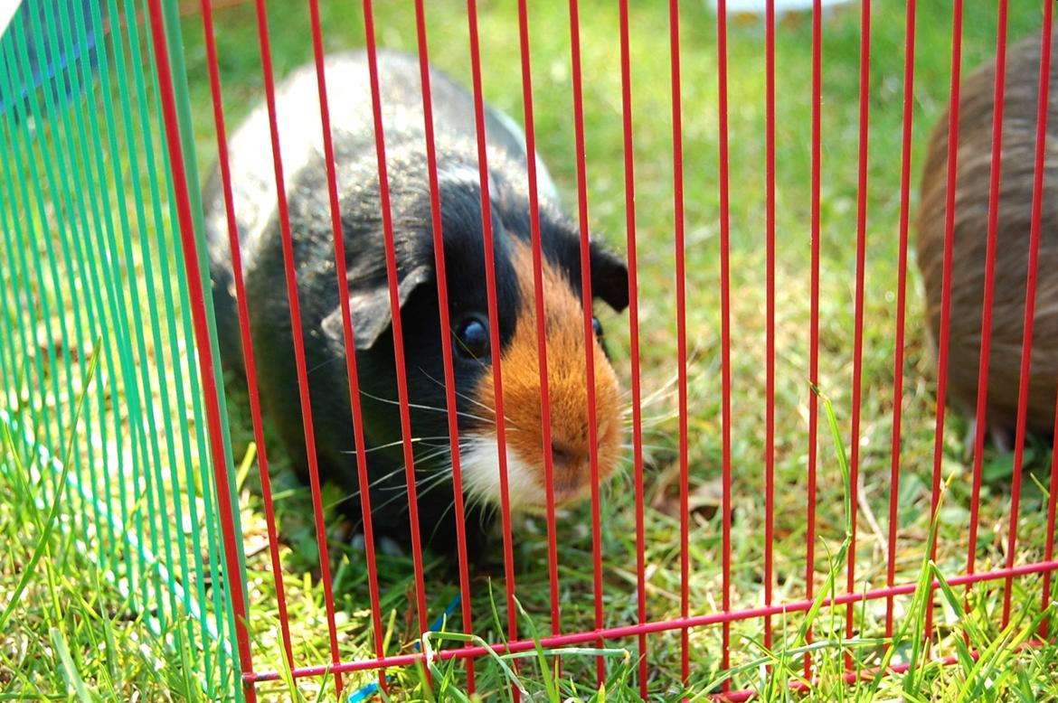 Marsvin Rosa billede 7