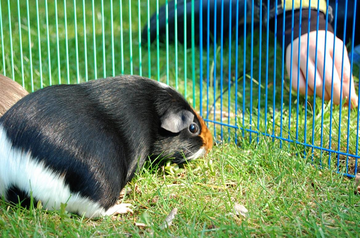 Marsvin Rosa billede 8