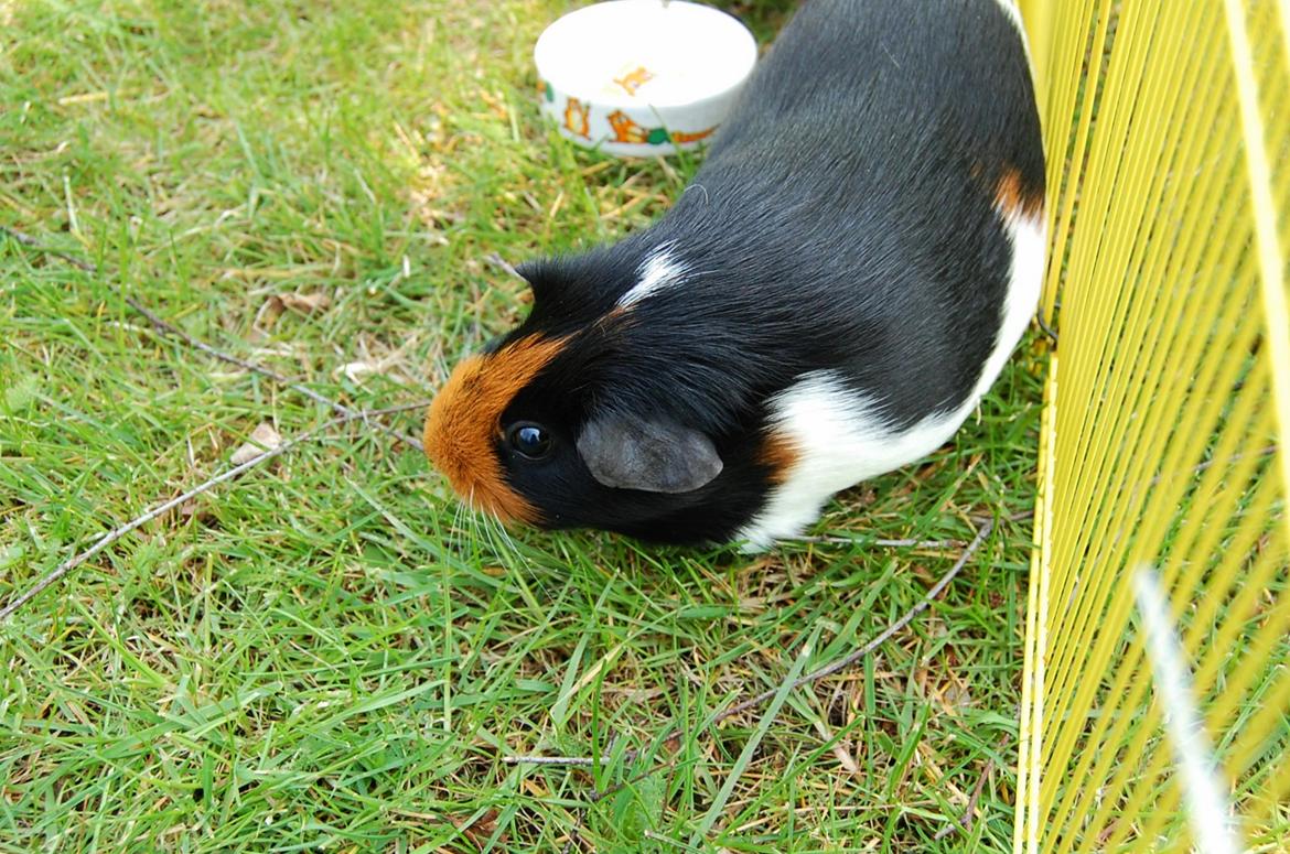 Marsvin Rosa billede 9