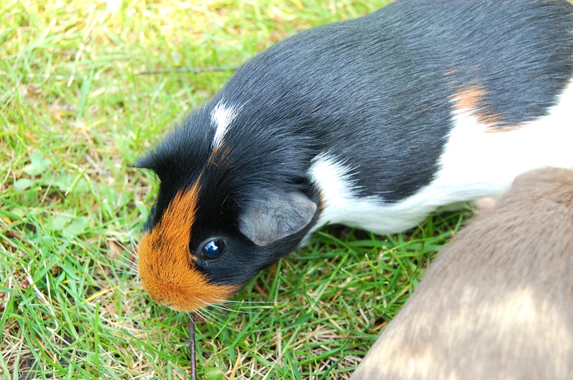 Marsvin Rosa billede 10