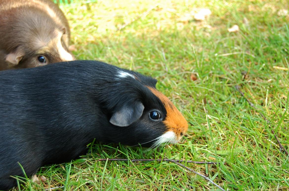 Marsvin Rosa billede 11