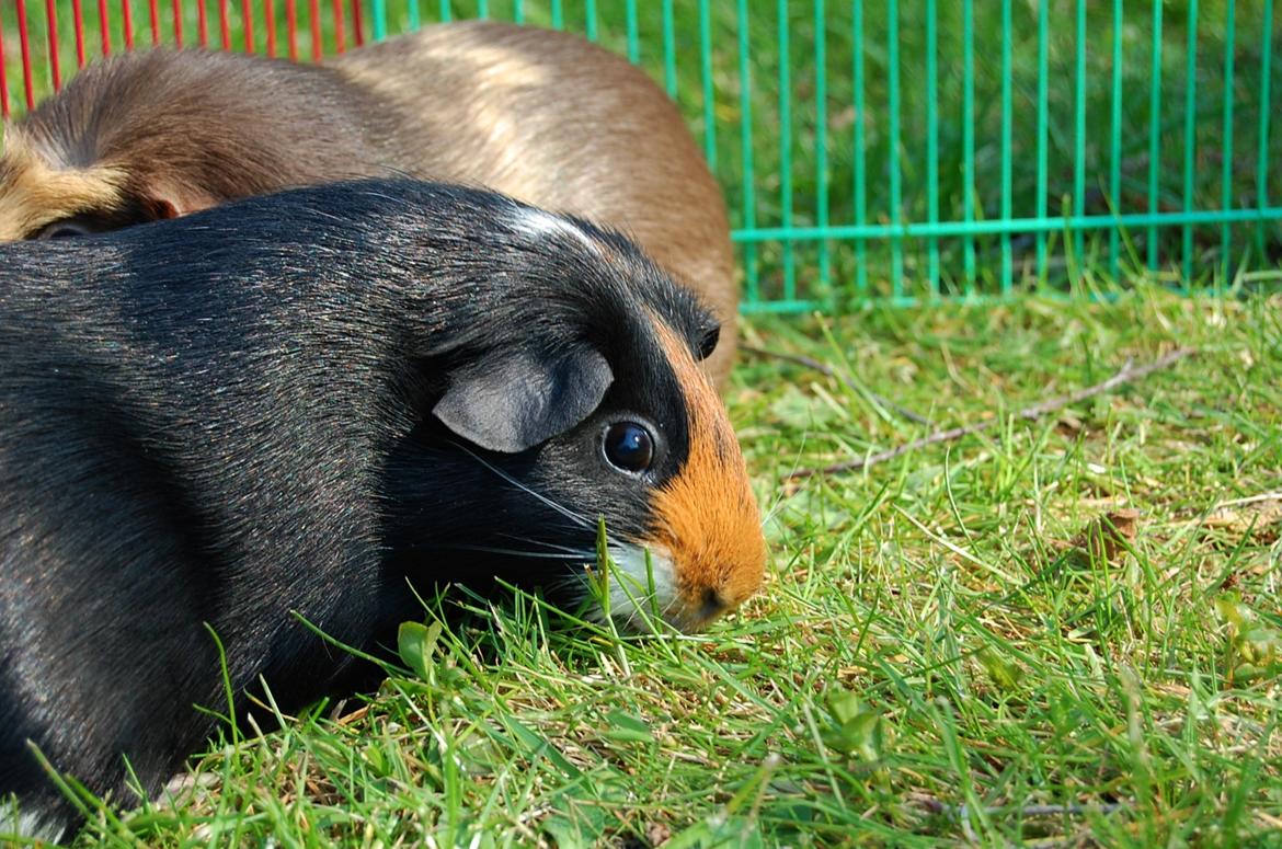 Marsvin Rosa billede 12