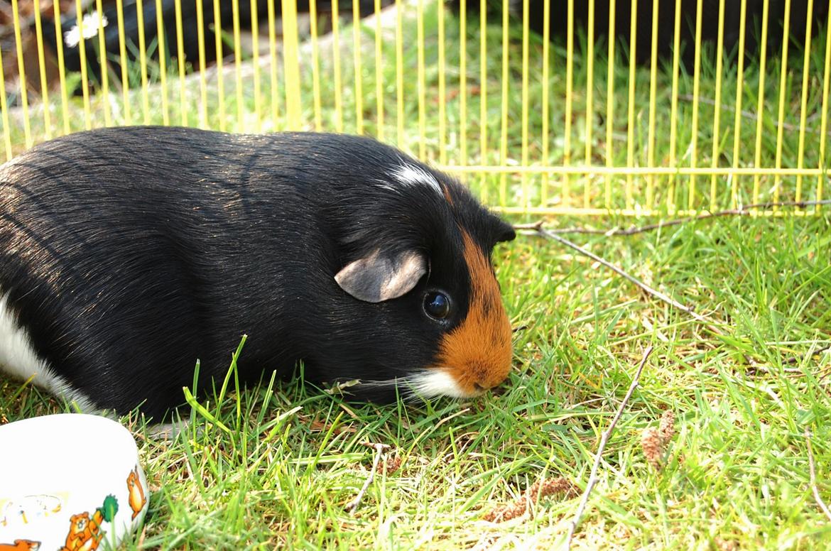 Marsvin Rosa billede 13