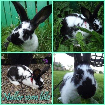 Kanin Nuller billede 25