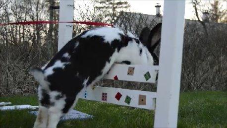 Kanin Nuller - billedet er taget ud af en video- så derfor ser det lidt sært ud :) billede 29