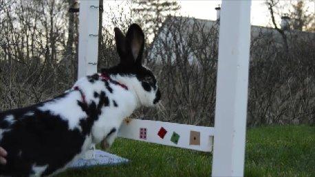 Kanin Nuller - billedet er taget ud af en video- så derfor ser det lidt sært ud :) billede 32