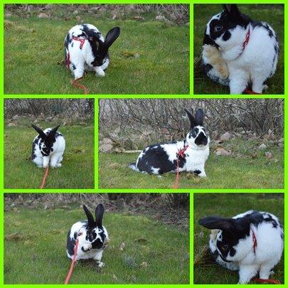 Kanin Nuller billede 15