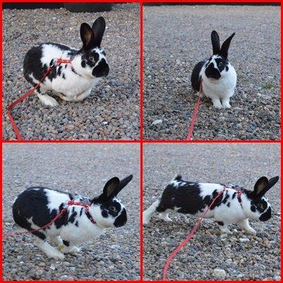 Kanin Nuller billede 31