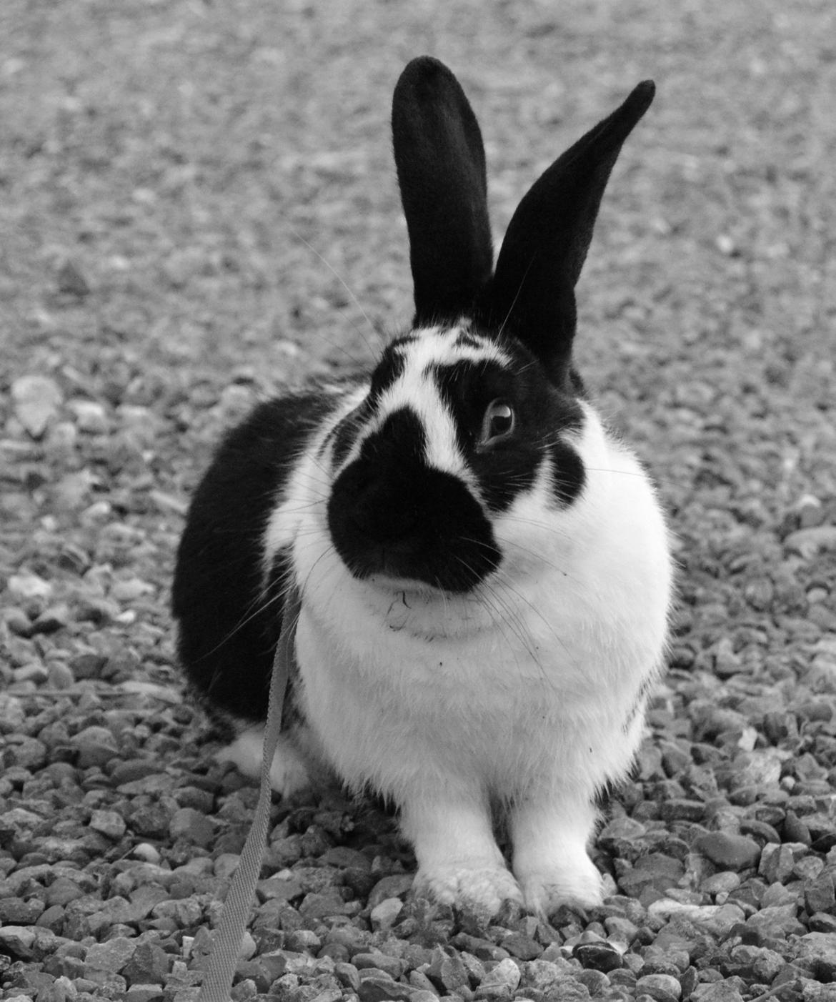 Kanin Nuller billede 13