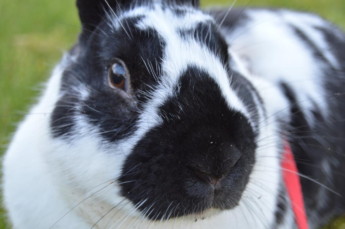 Kanin Nuller billede 9