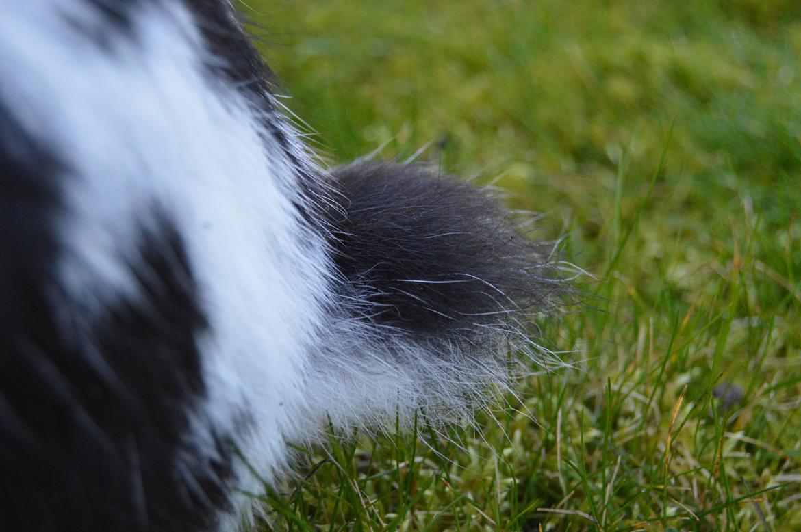 Kanin Nuller billede 14