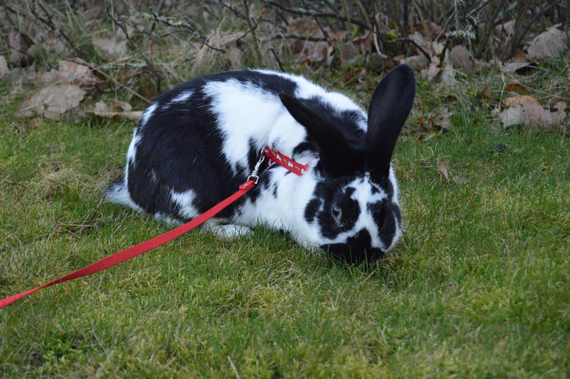 Kanin Nuller billede 33