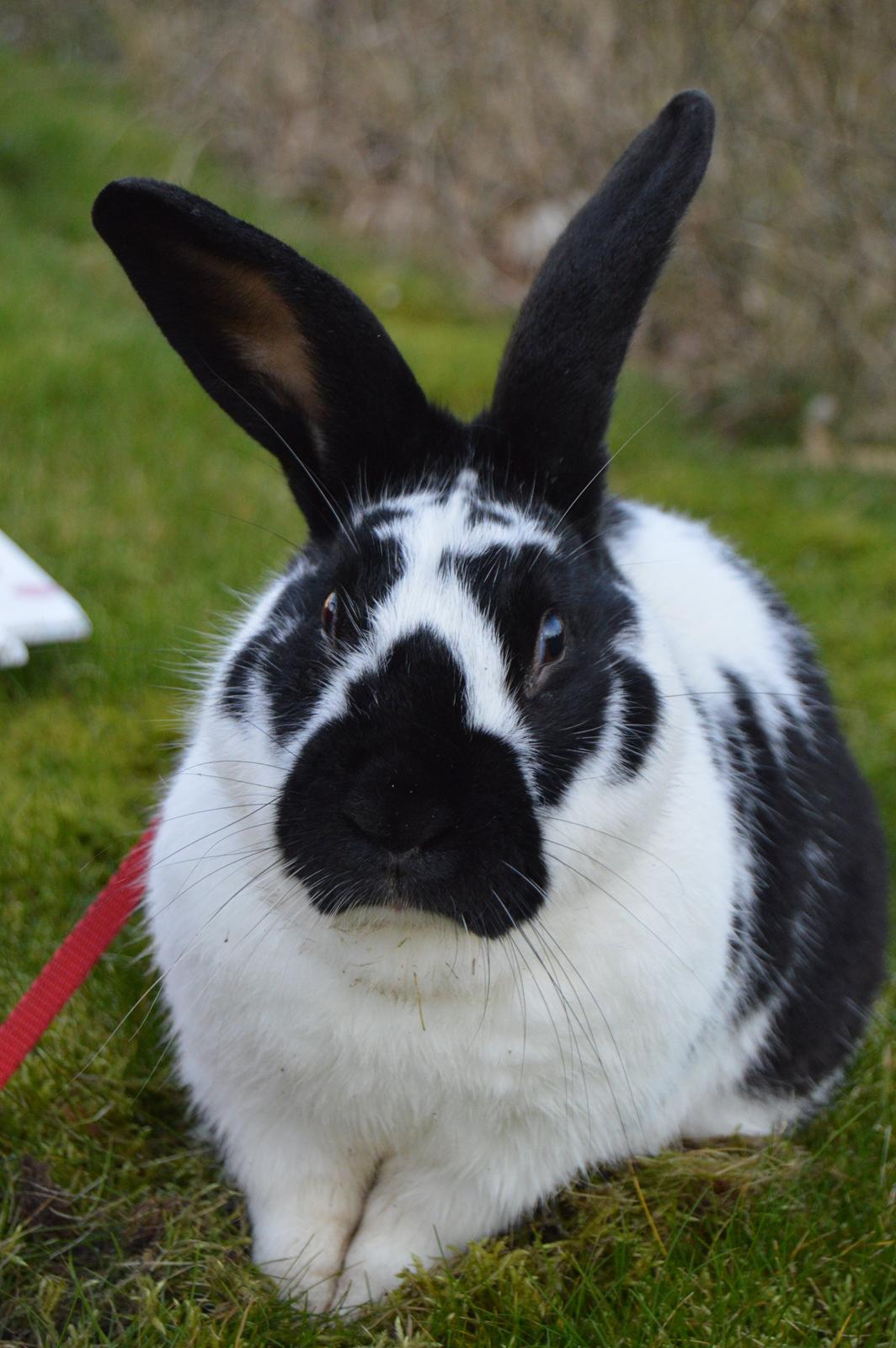 Kanin Nuller billede 17