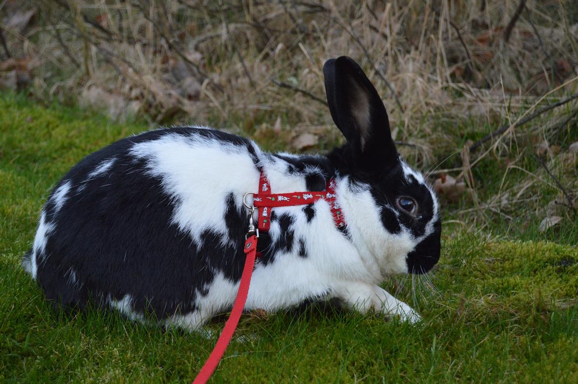 Kanin Nuller billede 18