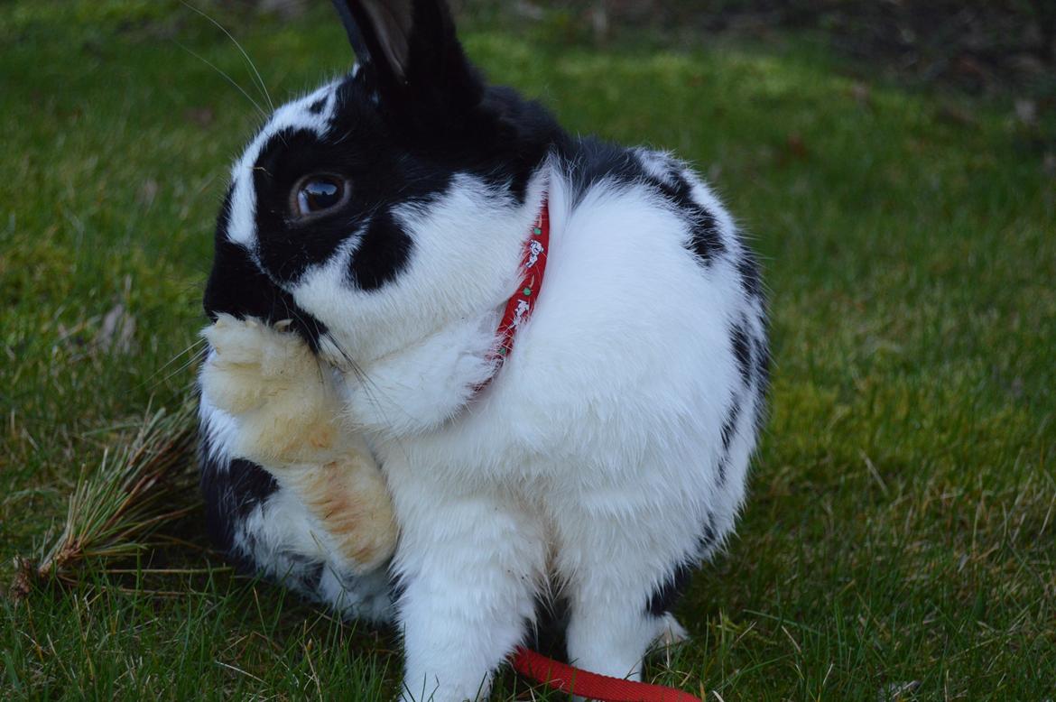 Kanin Nuller billede 20